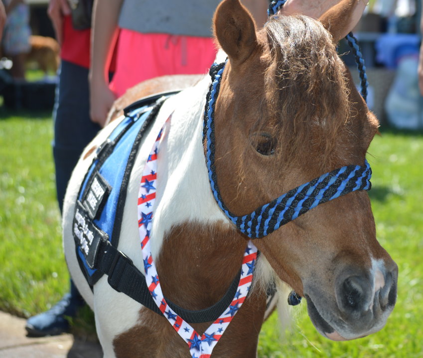 Love Bug, a miniature therapy horse with McNicholas Miniatures, is an honorary deputy in Arapahoe County Sheriff's Office Mounted Patrol Unit and was at the Aug. 6 "RexRun" event.